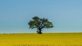 Tree surrounded by rapeseed