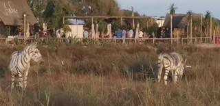 Düğün safari