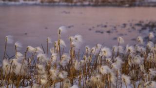Arctic cotton grass in summer. Photographed by Clare Kines