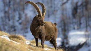 Alpine ibex in Italy, file pic, 4 Dec 18