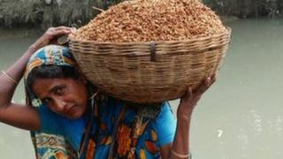ধান