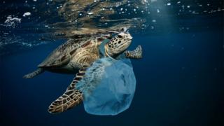 A turtle with a plastic bag around neck