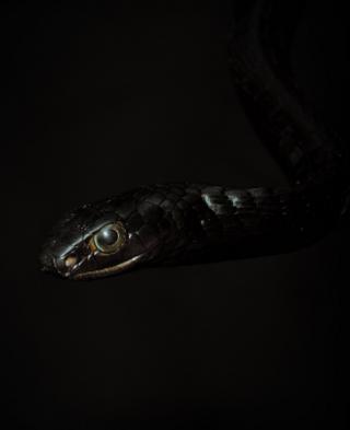 The non-venomous western black tree snake