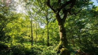 Glyn Davis Wood in Warwickshire