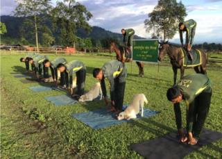 Dogs and horses doing yoga alongside Indo-Tibetan border police