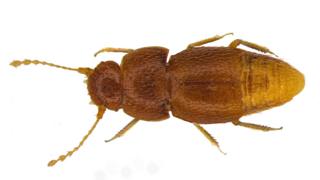 N. gretae beetle