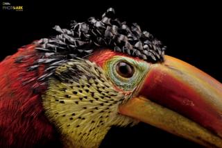 Kıvırcık tepeli araçari (Pteroglossus beauharnaesii) Dallas World Akvaryumu, Texas © Joel Sartore/National Geographic