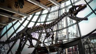 A skeleton of a carnivorous dinosaur on display at the first floor of the Eiffel Tower in Paris, 2 June 2018
