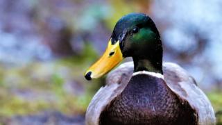 Duck