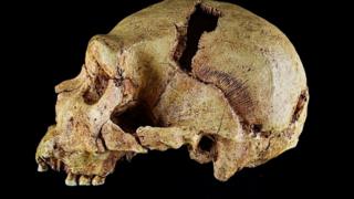 fossil skull cast of homo heidelbergenis.