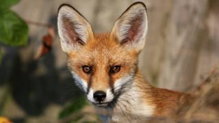 Fox
