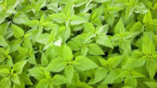 Nettles