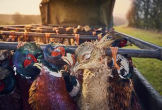 Pheasants at Sunset