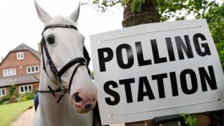 Horse at polling station