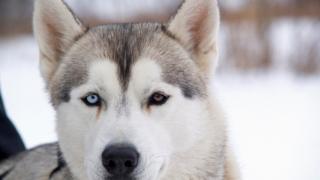 anjing huskies