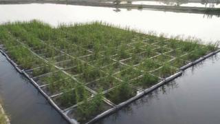 floating wetlands