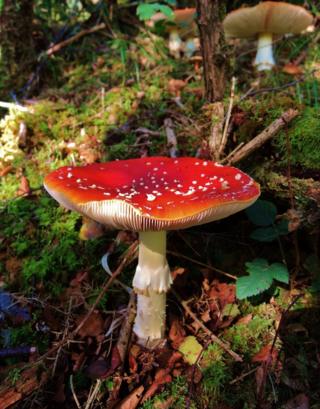 Mushroom