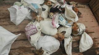 Daging Anjing