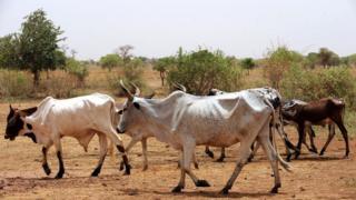 famine, sahel, populations, déplacement
