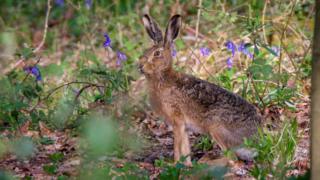 Hare