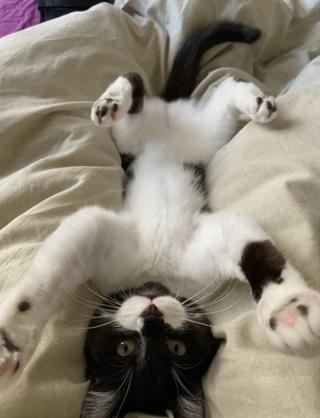 Cat lying on its back on bed looking up at camera