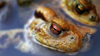 Toads