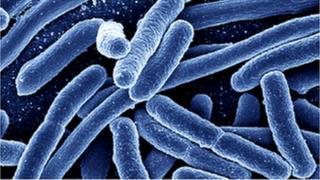E.coli
