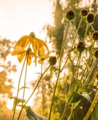 Flowers and a spiders web