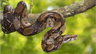 Burmese python