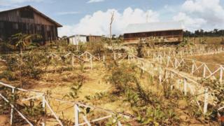 Photograph of a farmland in Jonestown