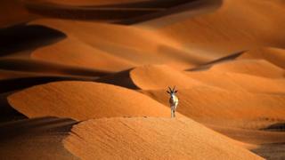 Covid recovery could 'tip the balance' for nature - BBC News