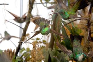 Colibrís