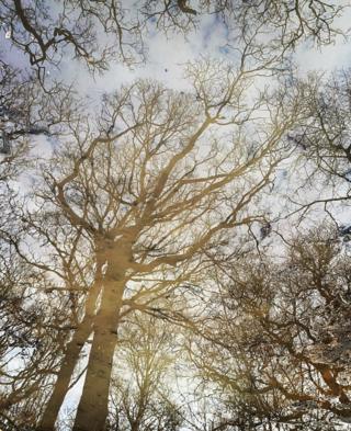 Trees reflected in water