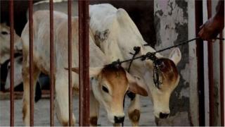 ভারতে গরুর জন্য আলাদা মন্ত্রণালয়ের ভাবনা চিন্তা চলছে, জানিয়েছেন বিজেপির সভাপতি অমিত শাহ।