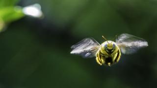 Abeja y manzana