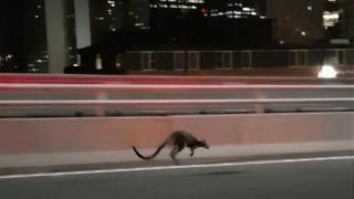 A wallaby hops across the Sydney Harbour Bridge