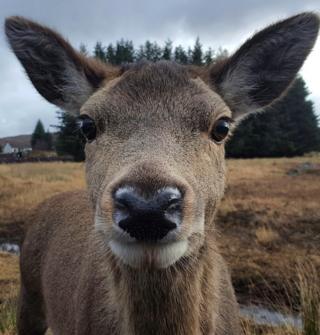 Deer outside the Kingshouse Hotel