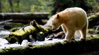Kermode bear in the Great Bear Rainforest