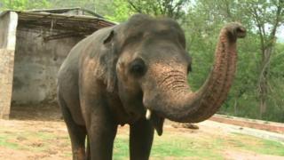 Elephant