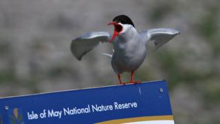 Isle of May breeding success gives hope for rare bird species