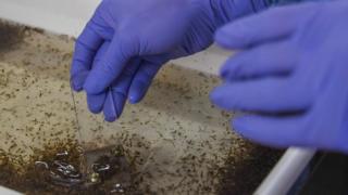 Il n'existe jusqu'ici aucun traitement contre la dengue.