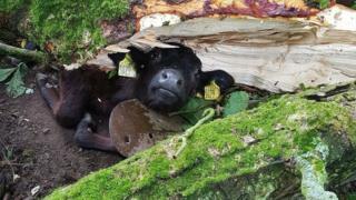Lucky, the calf