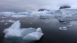 Antarctica: Invasive Species 'hitchhiking' On Ships - Bbc News