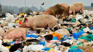 Pigs graze through waste