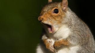 Squirrel with its mouth open
