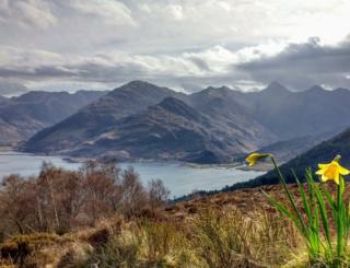 Daffodils on the Ratagan Pass, on the way to Glenelg