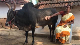 जल्लीकट्टु का बैल