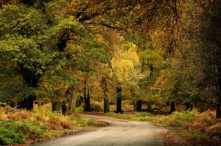 A path through through a wood