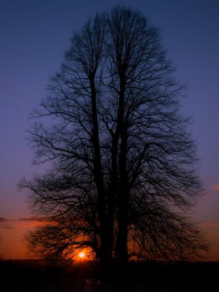 Sunset behind a tree