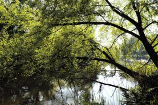 Reflections of trees in a river